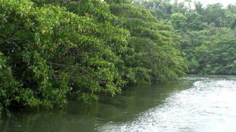仲間川のマングクルーブ林