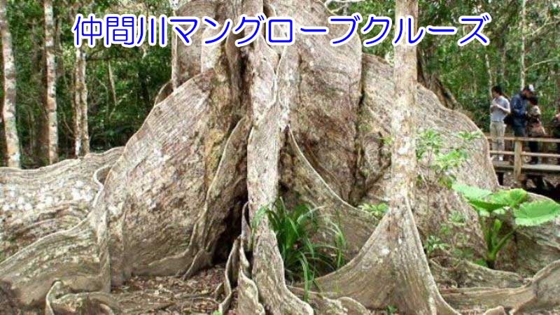 樹齢400年のサキシマスオウノキ