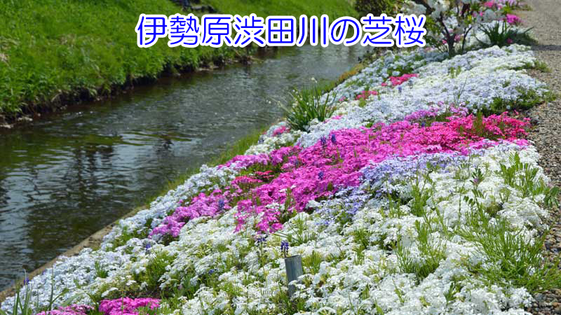 芝桜(紫色)