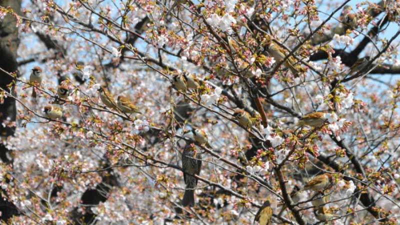 桜の木に群がるスズメ