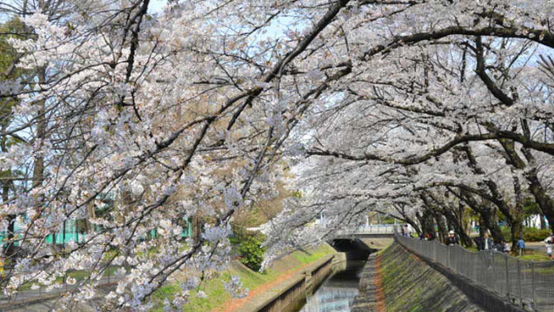 善福寺川緑地の桜