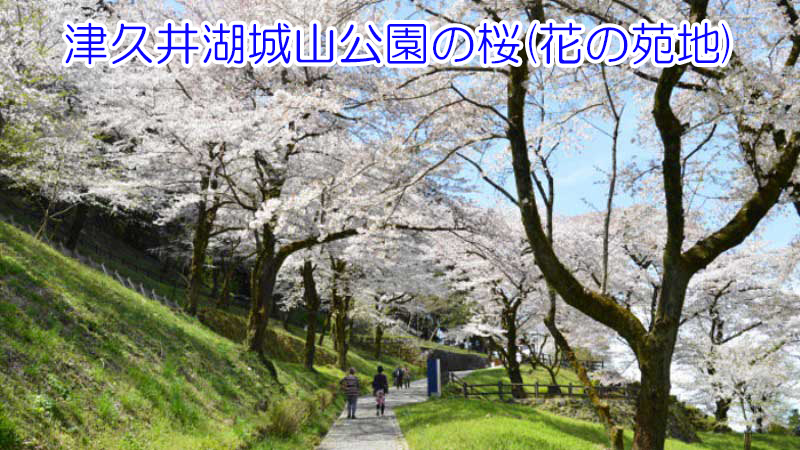 桜の小道