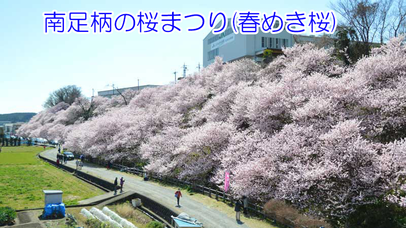 2019.3.13 南足柄の桜まつり(春めき桜)