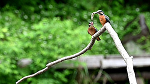 親鳥に餌をねだるカワセミの幼鳥(四季の森公園)