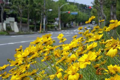 道路脇の花々
