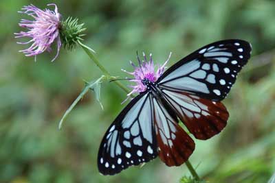 美しい蝶「アサギマダラ」