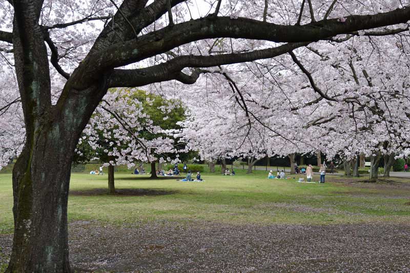 休息広場の桜