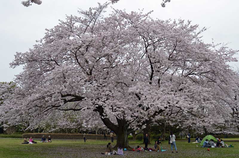 大芝生広場の桜