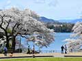 津久井湖城山公園の桜(水の苑地)