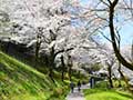 津久井湖城山公園の桜(花の苑地)