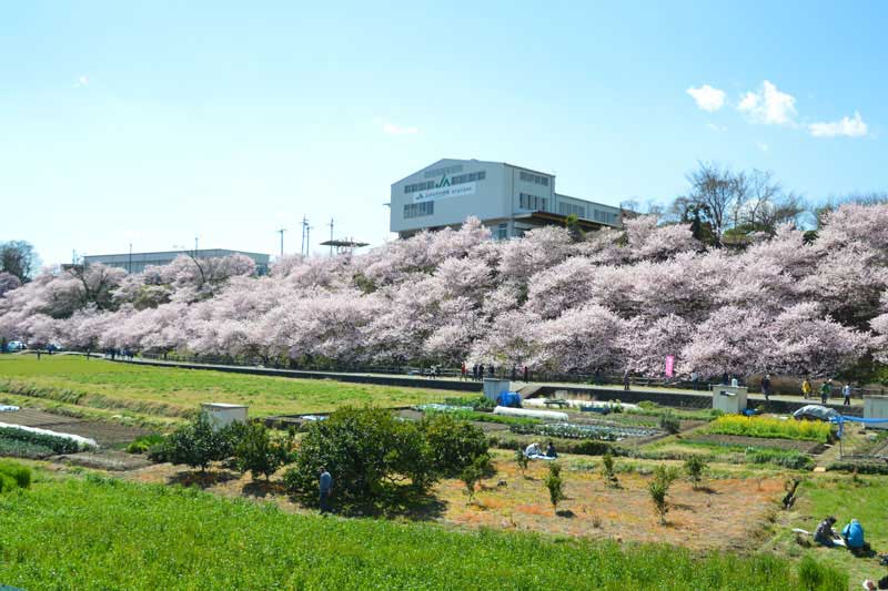 一の堰ハラネ春めき桜まつり