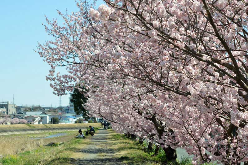狩川の土手沿いの春めき桜