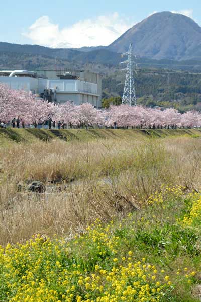 菜の花・桜・富士山