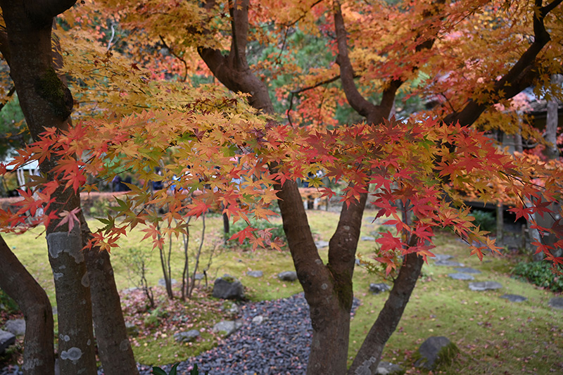 山荘前庭の紅葉