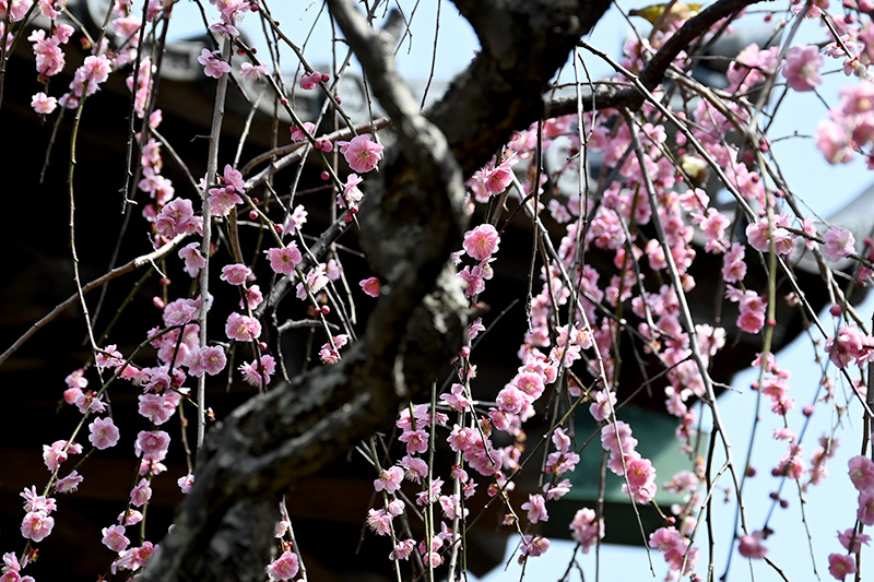 ピンク色の枝垂れ梅