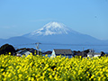 菜の花と富士山(三浦半島)