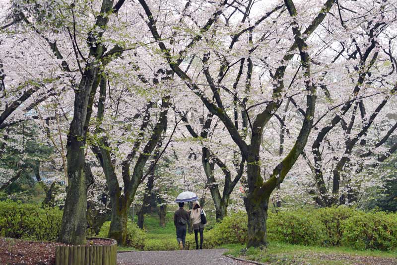4月上旬の桜山