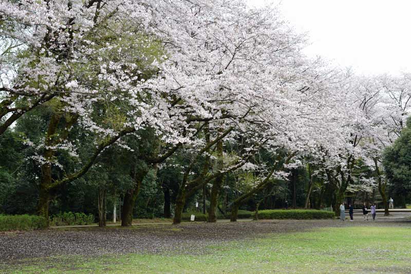 桜の広場(花の名所100選)