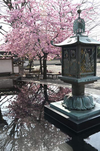 水面に映る河津桜