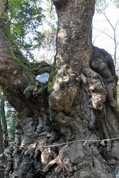 大楠(本州一位の巨樹)