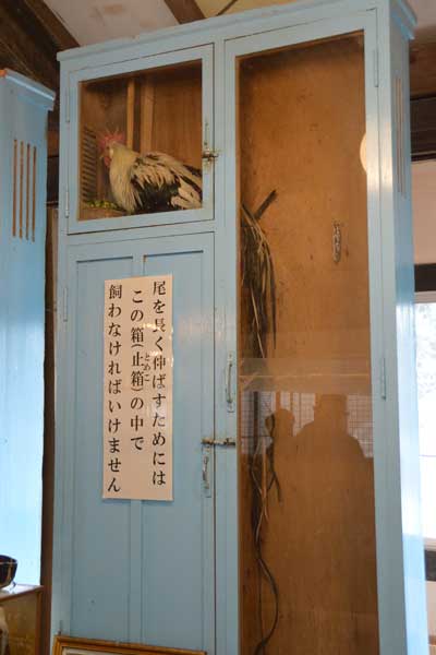 珍鳥センター 尾長鶏(特別天然記念物)