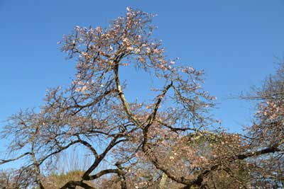 金亀児童公園の冬桜
