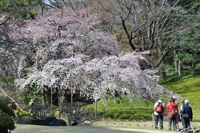 枝垂れ桜と花見客