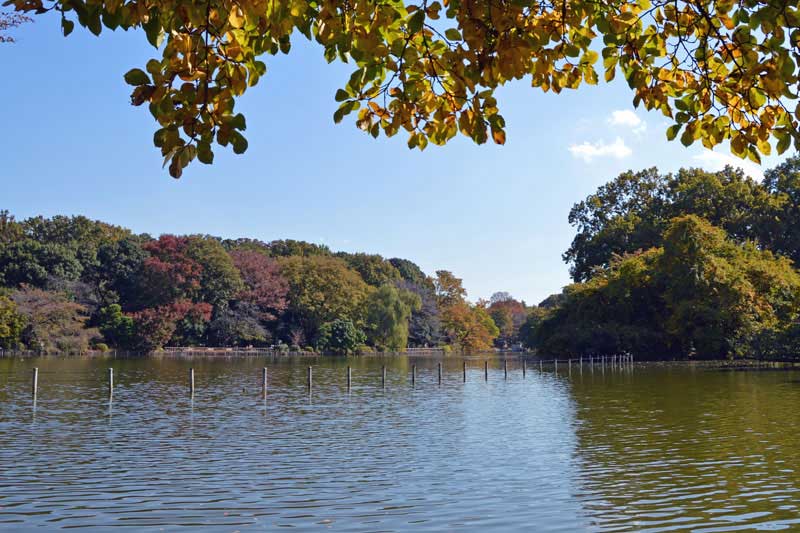 善福寺公園 上の池