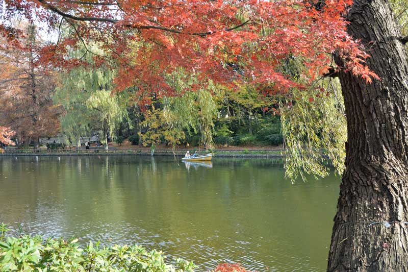 石神井池(ボート池)の紅葉