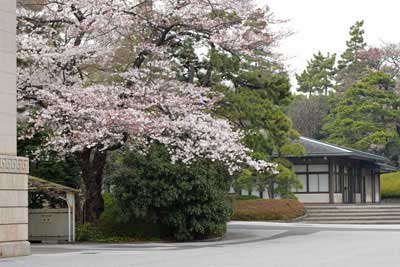 宮内庁横の桜