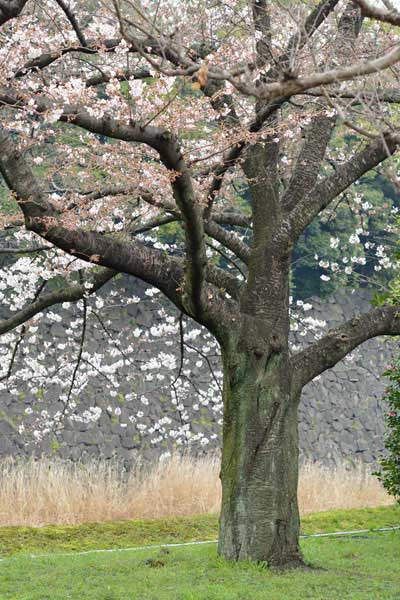 乾通りの桜