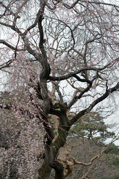 乾通りの桜