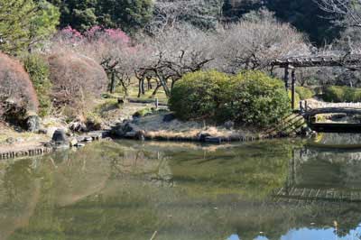 日本庭園とウメ林