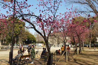 噴水広場の寒緋桜