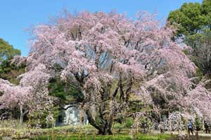 六義園 桜
