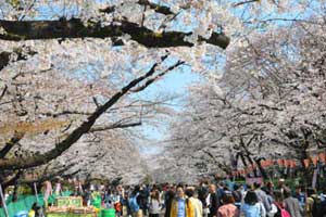 上野公園 桜まつり