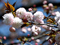 三ツ池公園の桜(日本さくら名所100選)