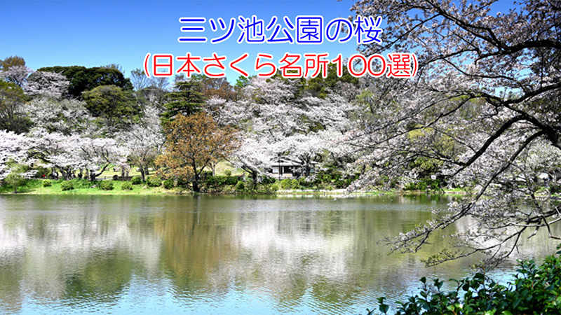 2024.4.10 三ツ池公園の桜(日本さくら名所100選)