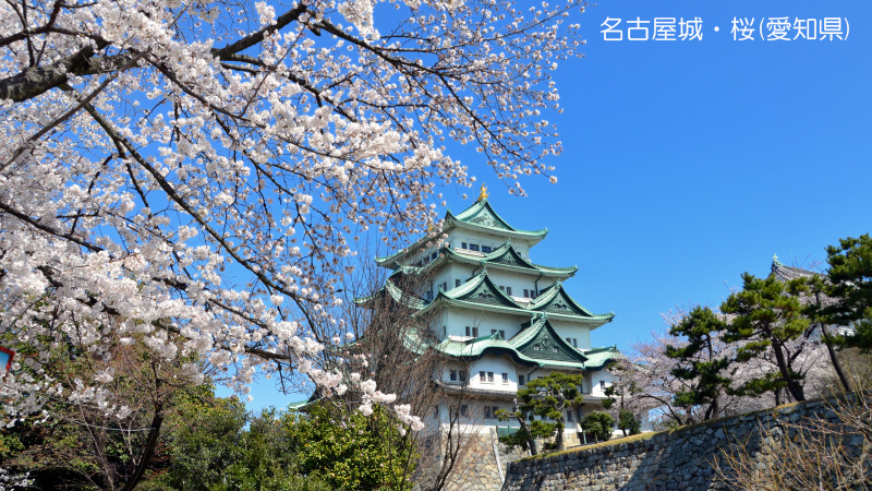 名古屋城・桜