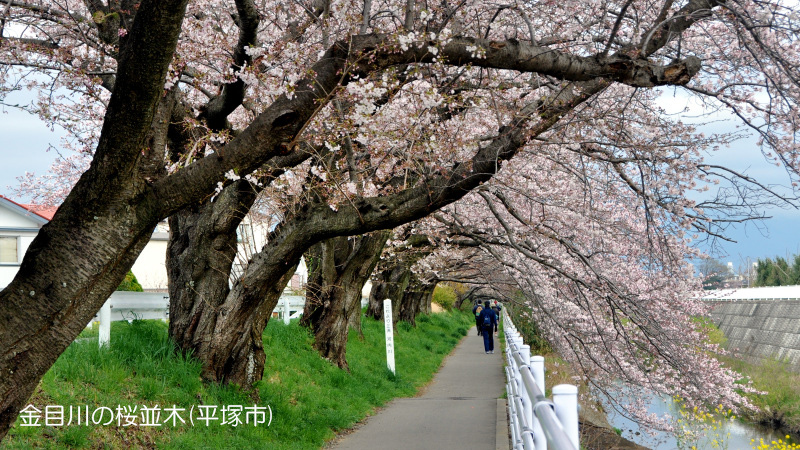 金目川の桜並木