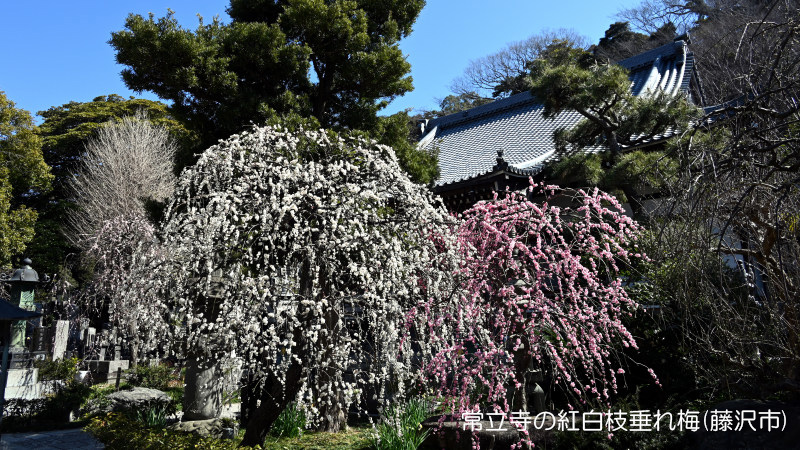 神奈川の花の名所100選