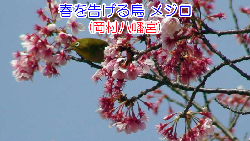 春を告げる鳥 メジロ(岡村八幡宮)