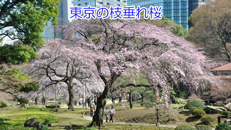 小石川後楽園 枝垂れ桜