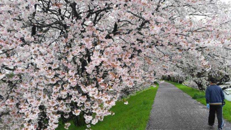 柳津境川堤の桜