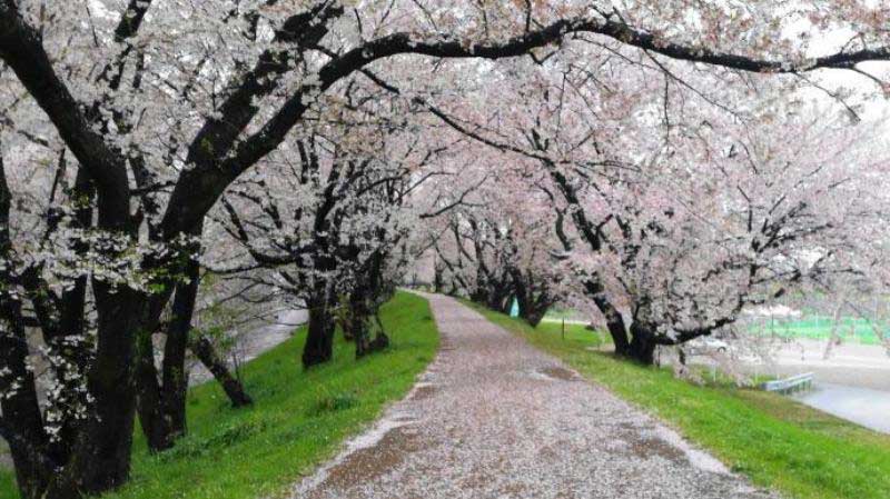 柳津境川堤の桜