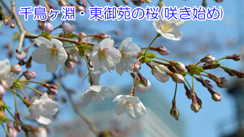 桜咲き始め