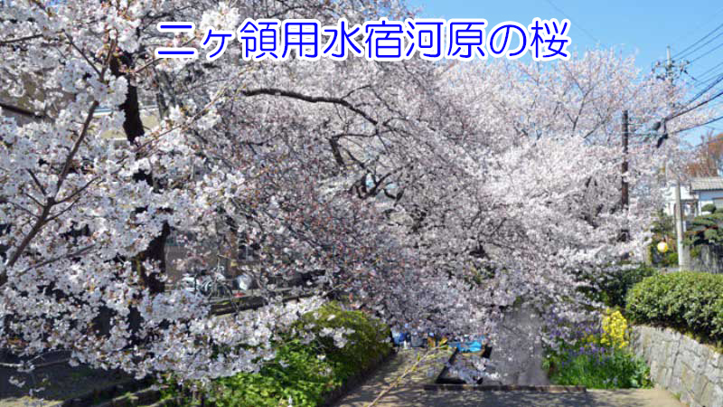 二ヶ領用水宿河原の桜