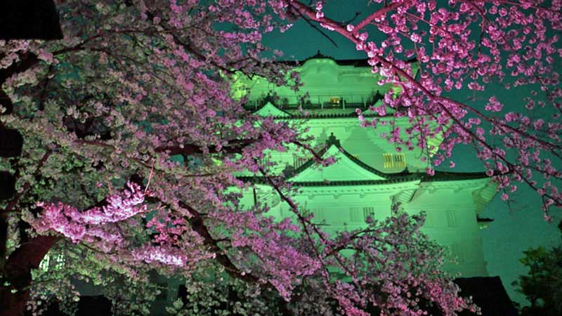本丸広場桜ライトアップ