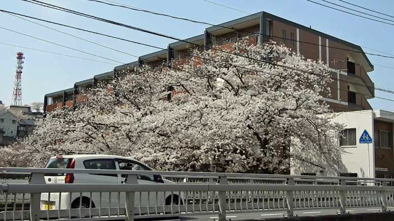 満開の桜(両郡橋交番横)