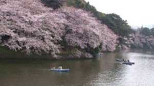 2004.4.3　千鳥ケ淵の桜